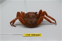 藏品(細紋方蟹)的圖片